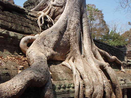 Angkor4.JPG - �؂̍�